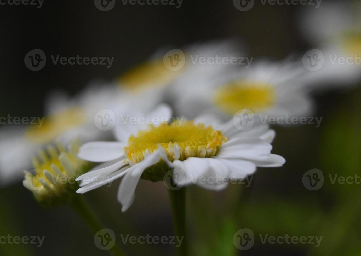 macro van een madeliefje-achtige bloem die bloeit en bloeit foto