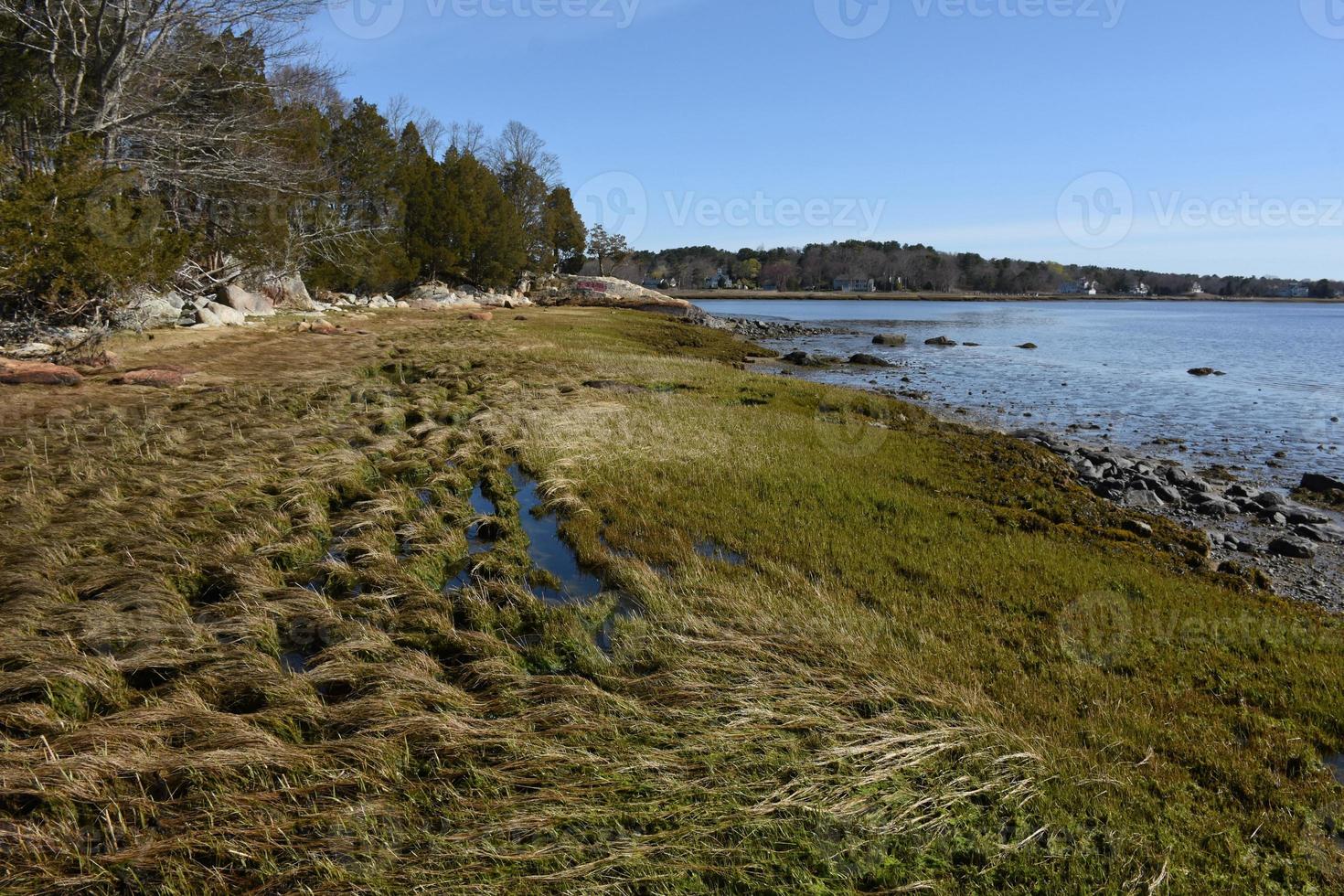 schilderachtige kustlijn met zeegrassen en kwelder foto