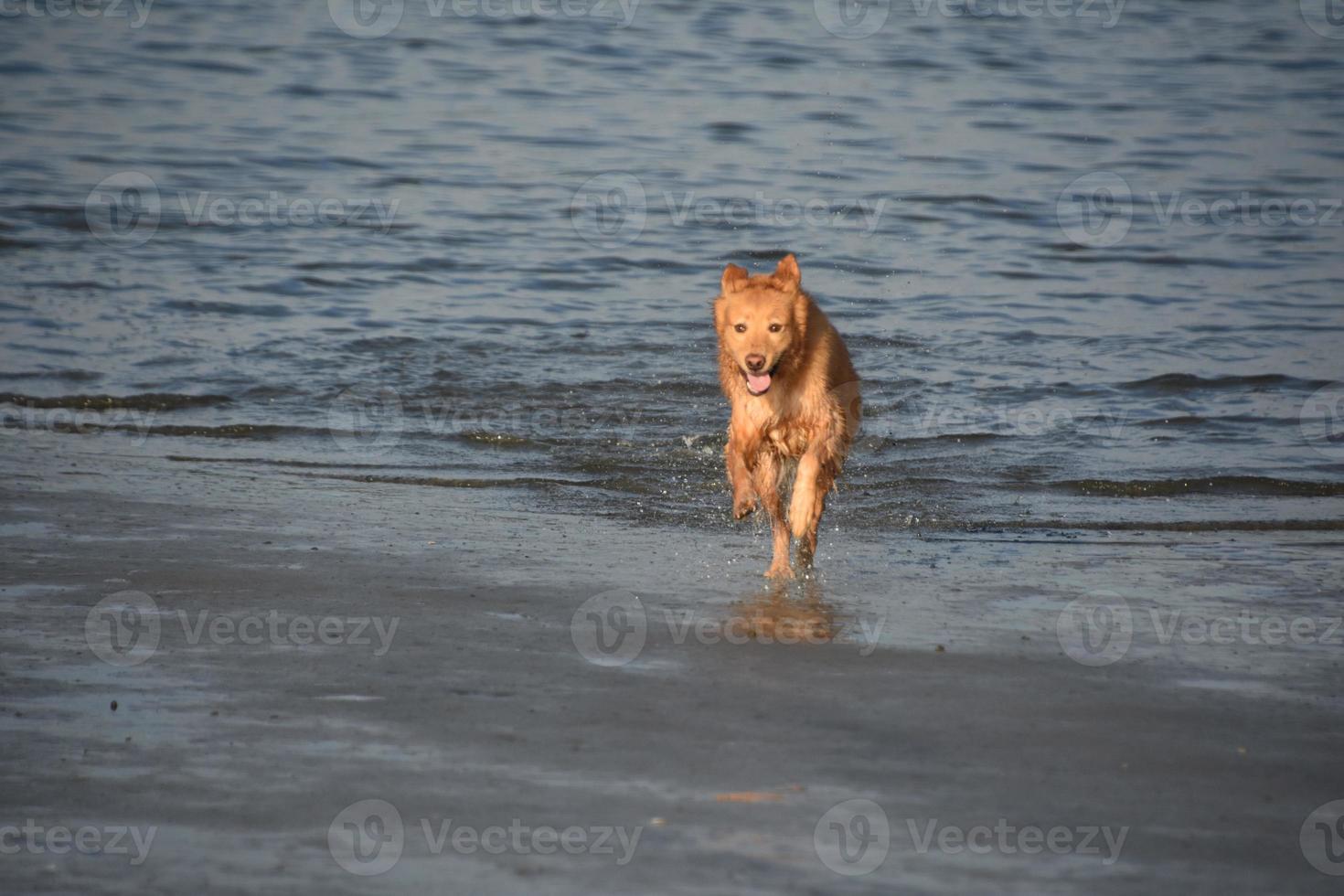 retrieverhond die uit het water springt foto