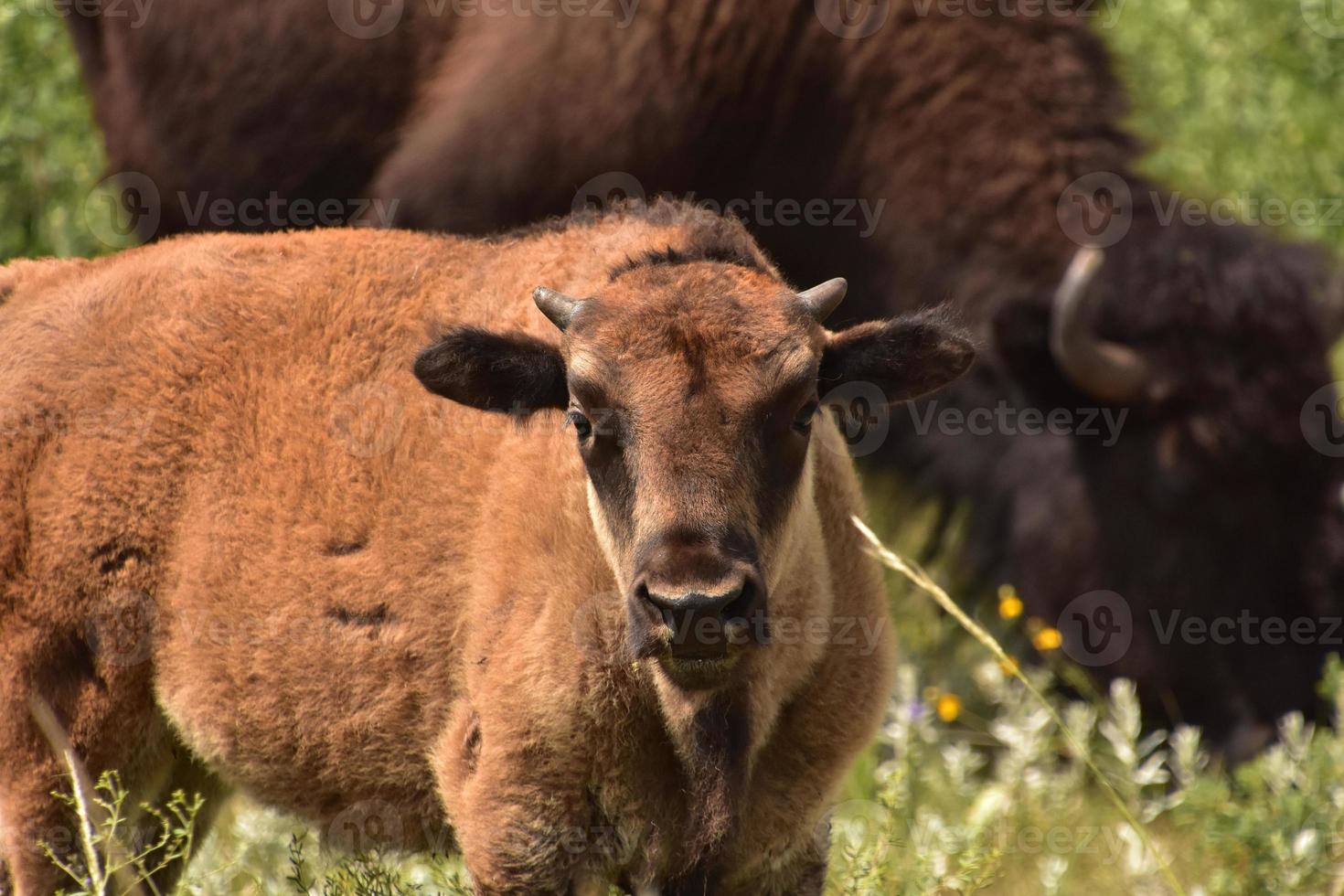 schattig baby bizon kalf op een zomerse dag foto