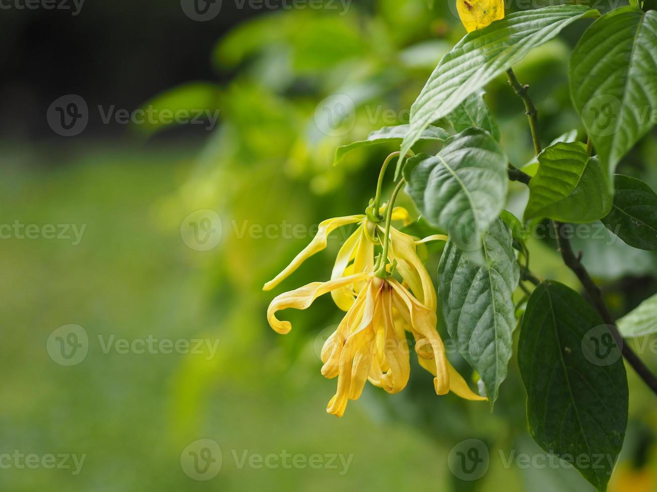 cananga odorata ylang-ylang naam van de bloem golven grijze schors boeket bloemen in een cluster gele of groene bloemblaadjes zijn geurig foto