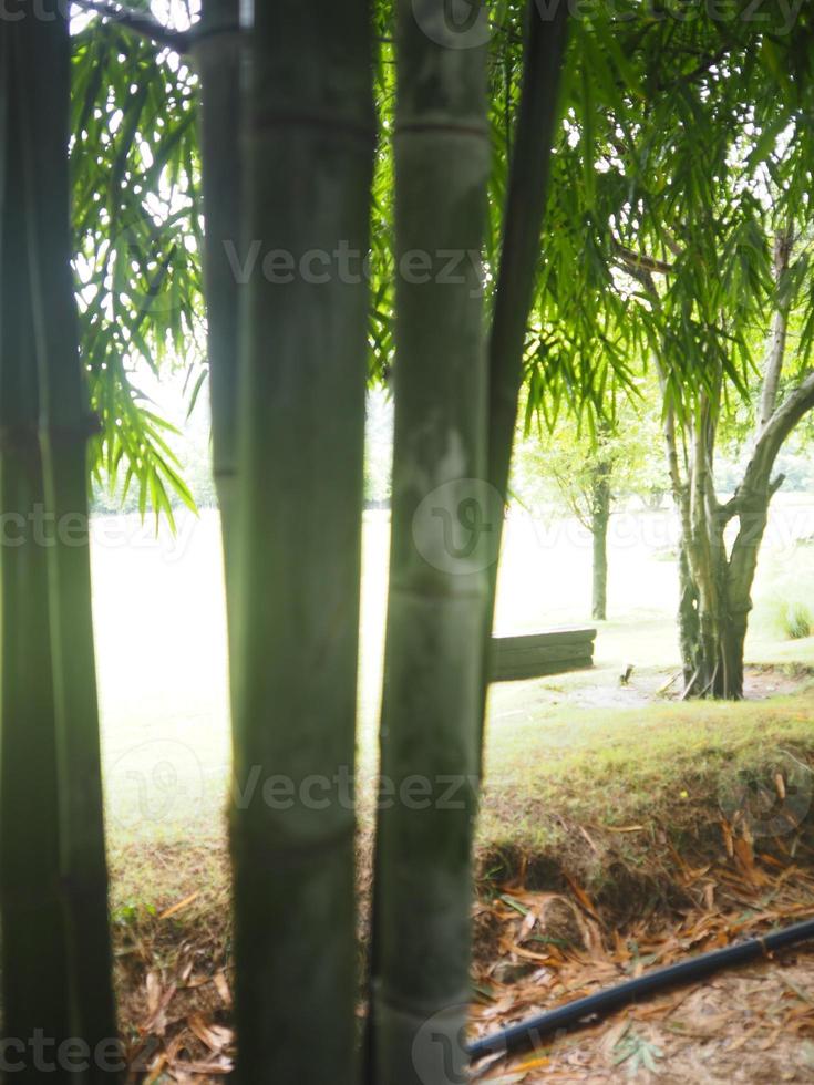bamboe verse groene bladeren in de achtergrond van de tuinaard foto