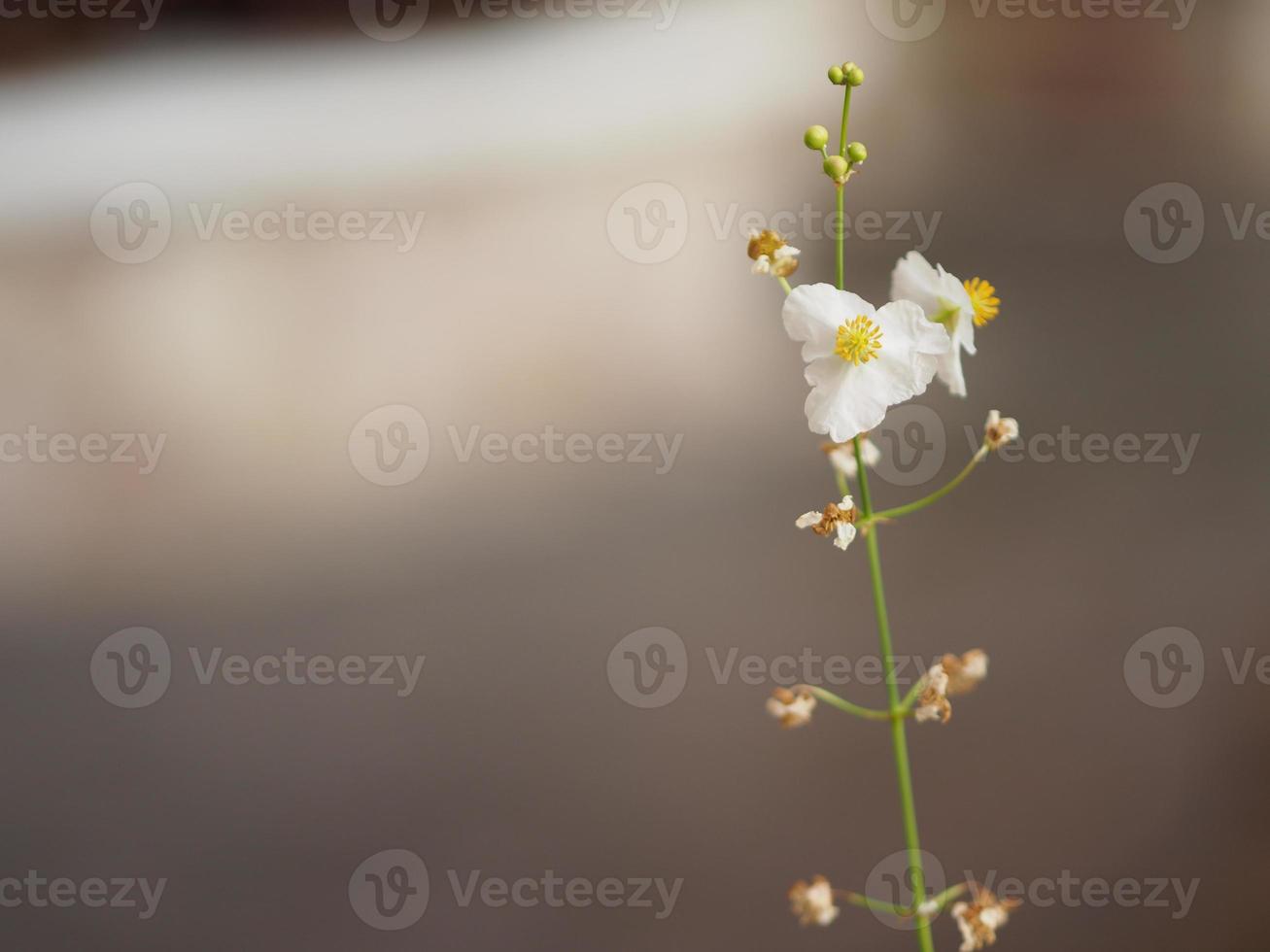 hippeastrum, viervoudige bleke witte bloem die op de achtergrond van de tuinaard bloeit foto