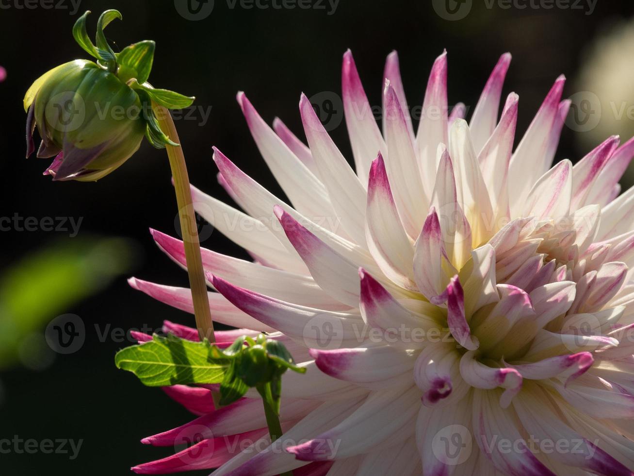 bloedende dahlia's in duitsland foto