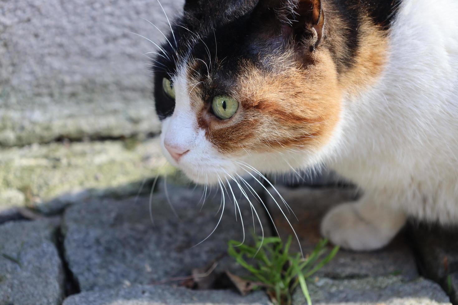 eenzame en mooie zwerfkat foto