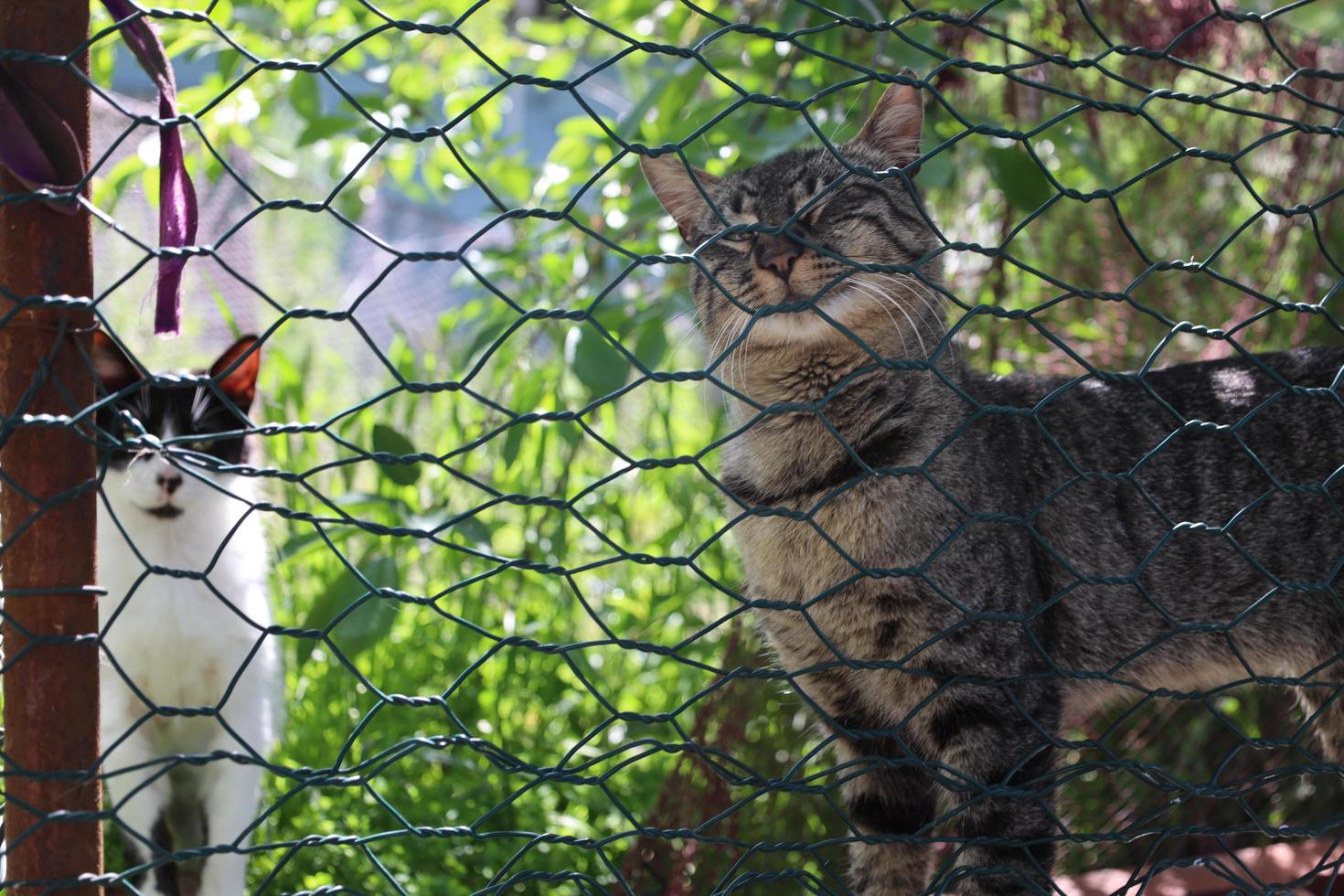 eenzame en mooie zwerfkatten foto