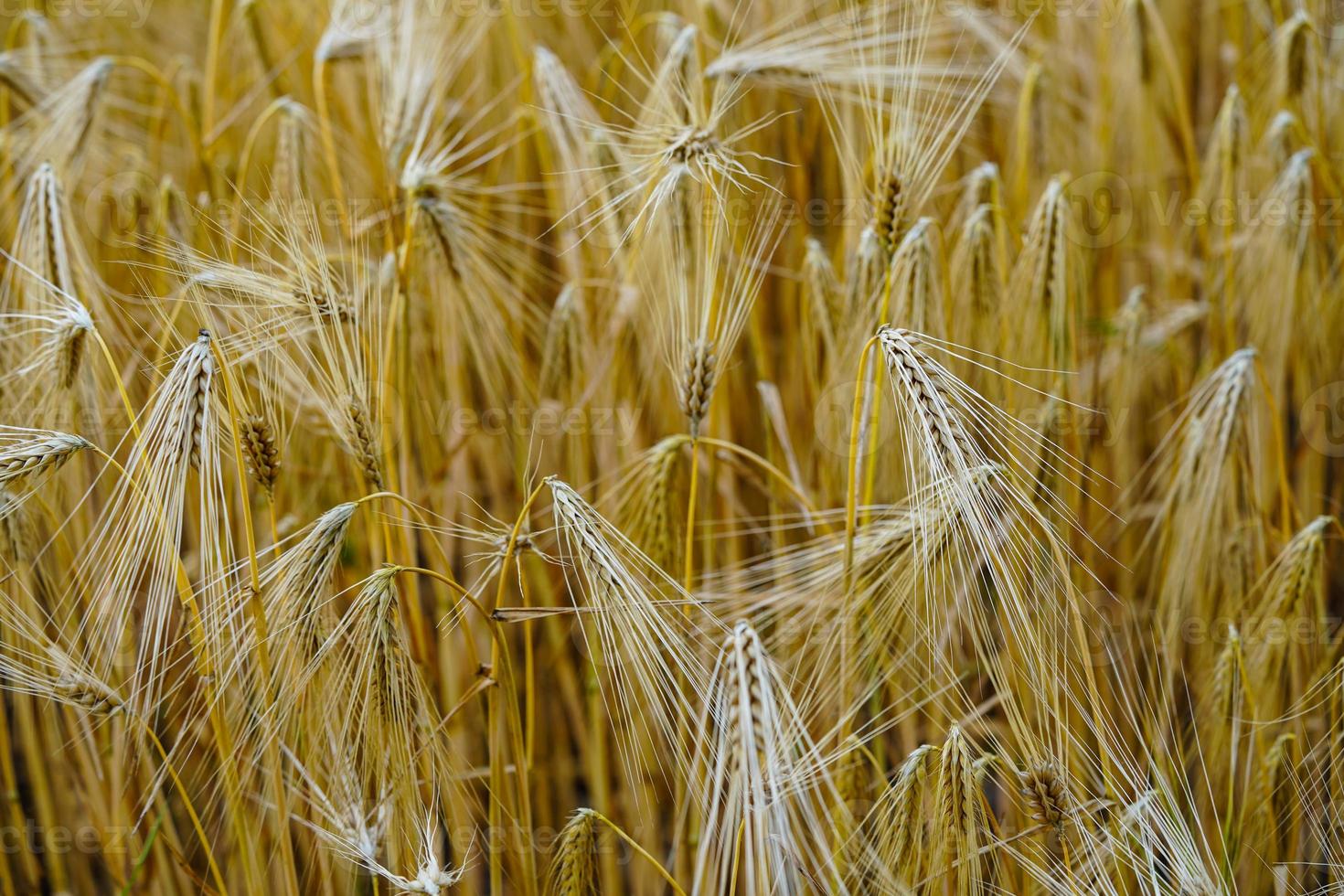 rijp graan in een korenveld in de buurt van hamburg foto