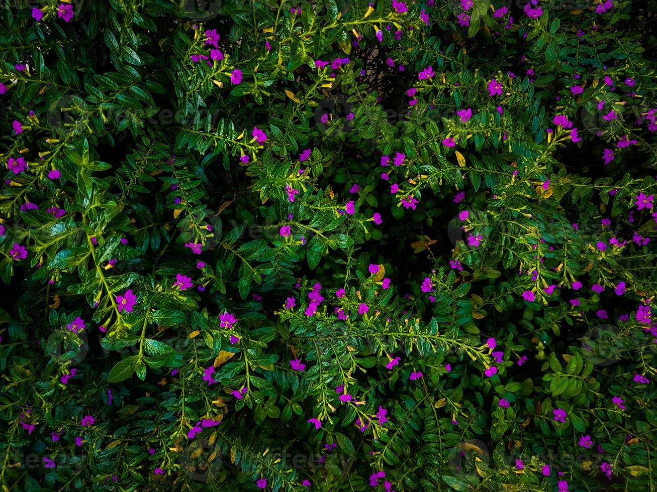 cuphea hyssopifolia kunth bloemen. mooie bloemen achtergrond. elfachtige kruidenplantage. professionele foto