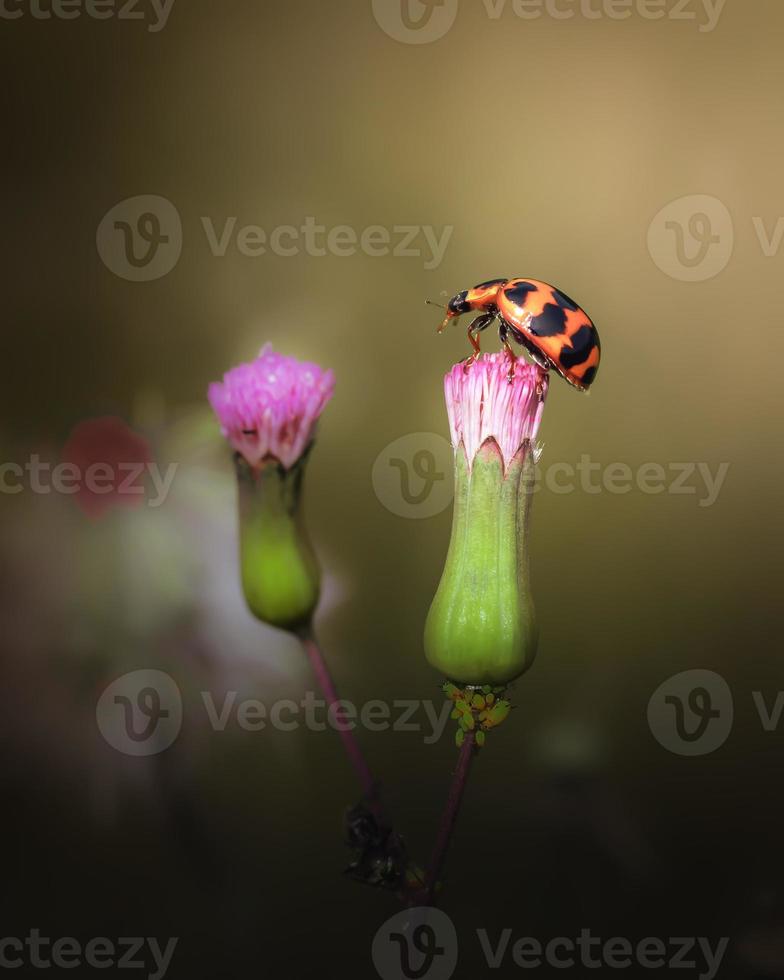 close up van een lieveheersbeestje op een gras bloemen foto