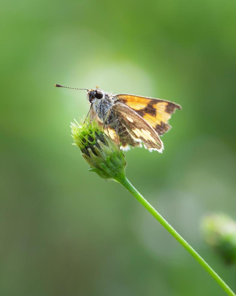 close up van schipper insect op gras foto