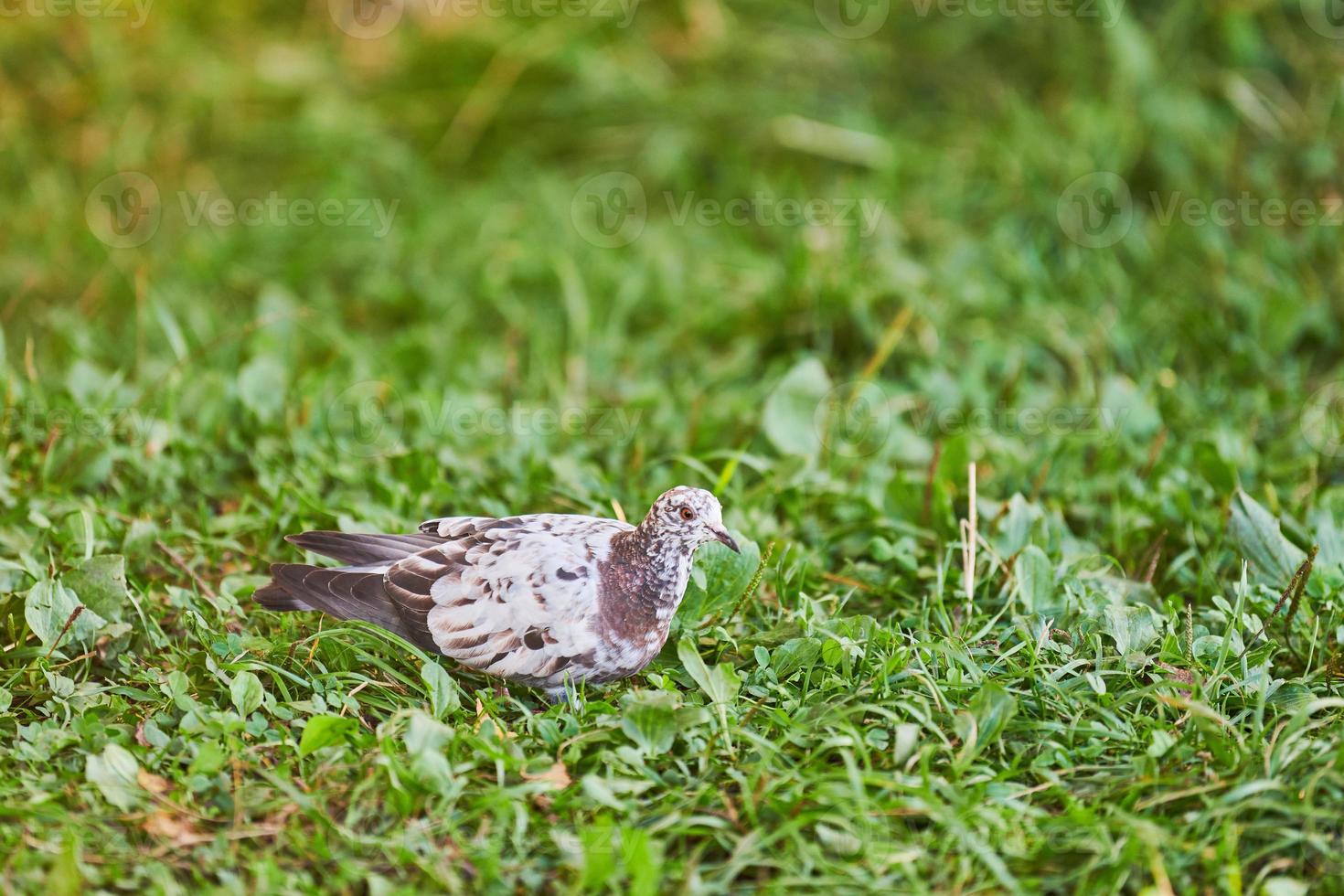 duif op gras foto