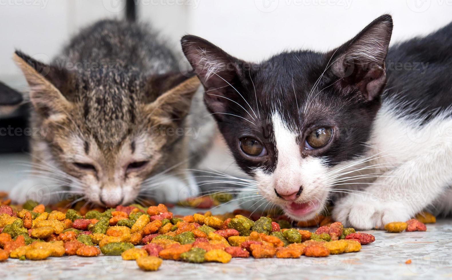 kleine schattige kittens die instant voedsel eten foto