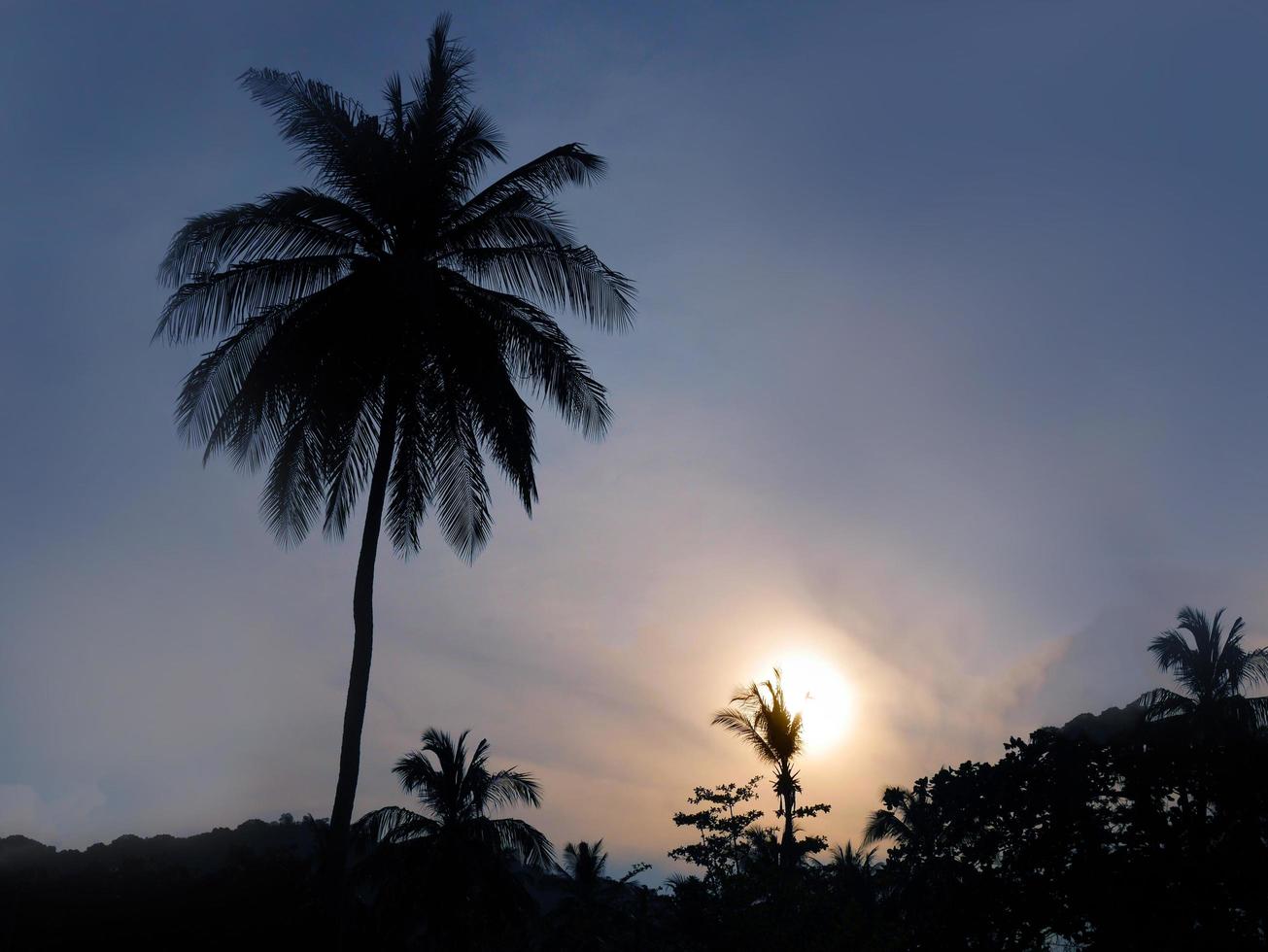 silhoulette van kokosnotenboom, blauwe lucht, met zonlicht voor achtergrond foto