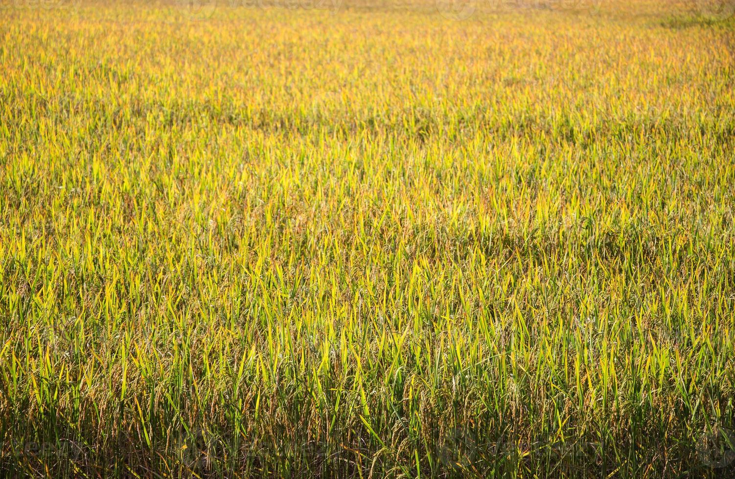 rijstplant in rijstveld in thailand foto