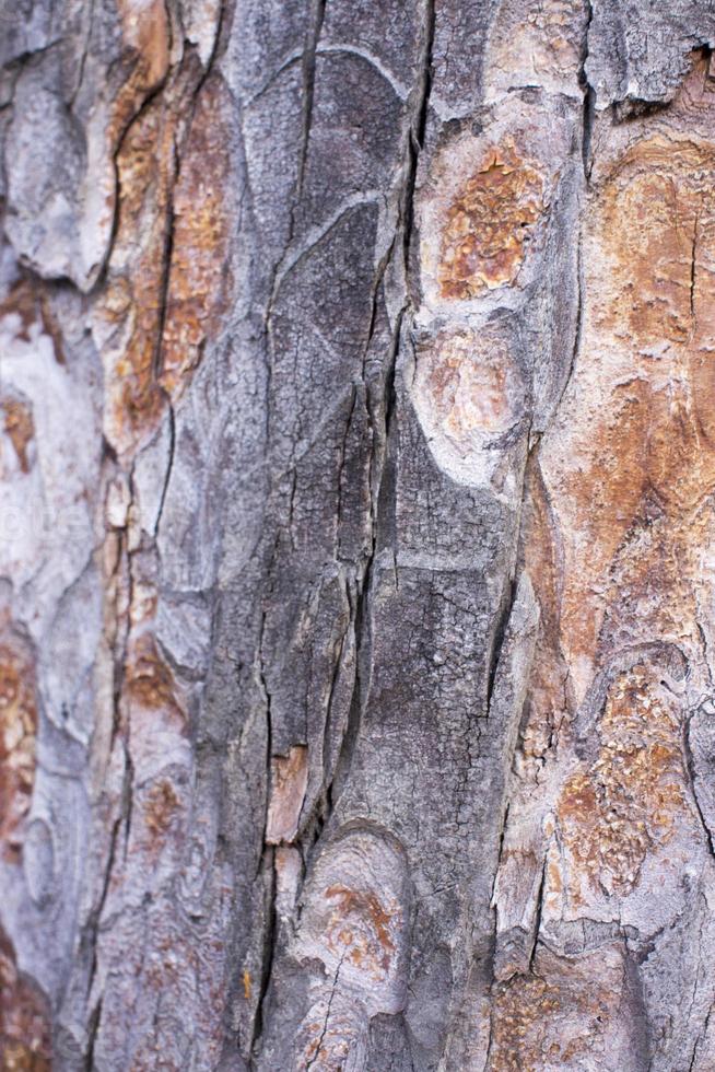 dennenboom bruine schors textuur met groen mos foto