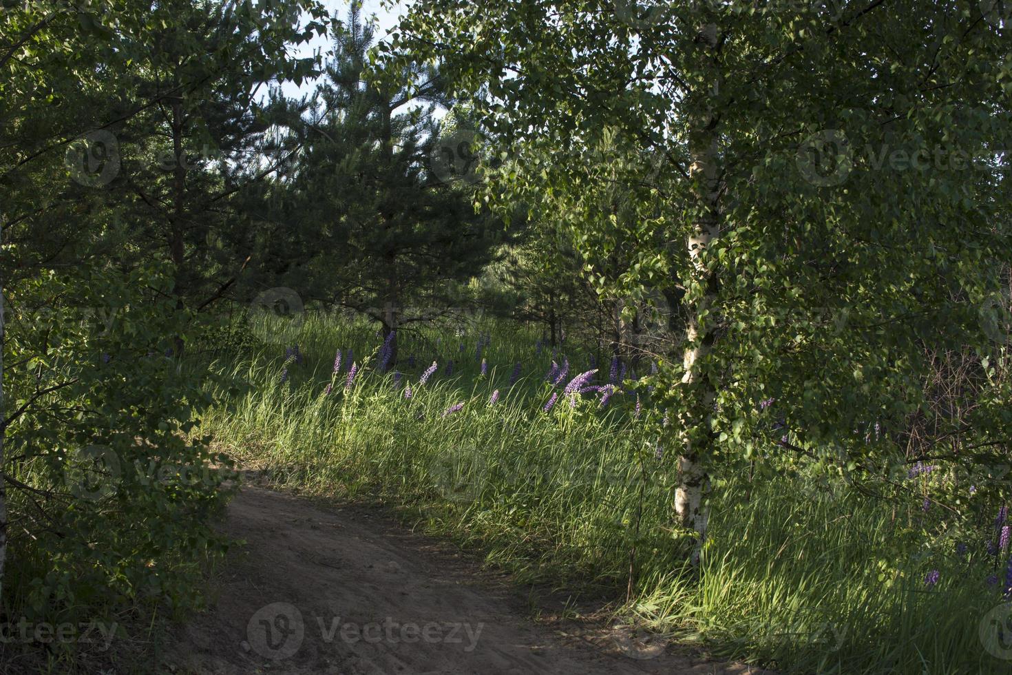 zandweg in het veld foto