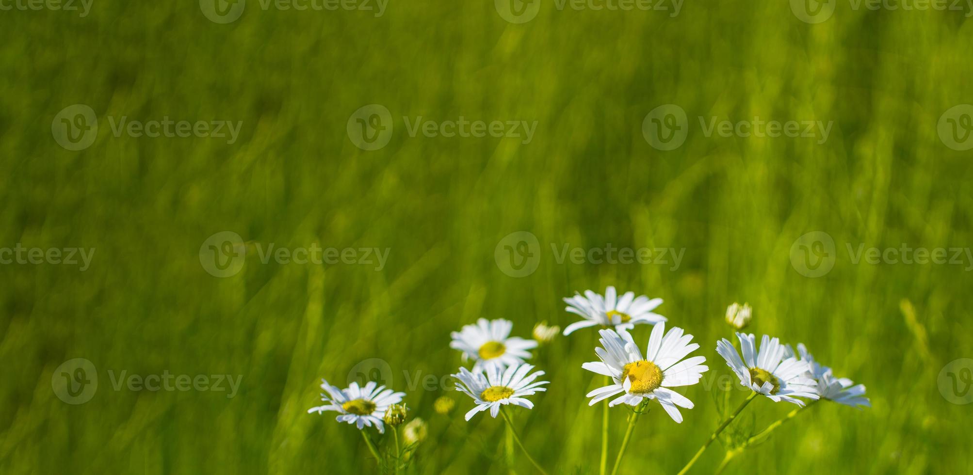 bloeiende madeliefjes in de zon op een wazige achtergrond van gras foto