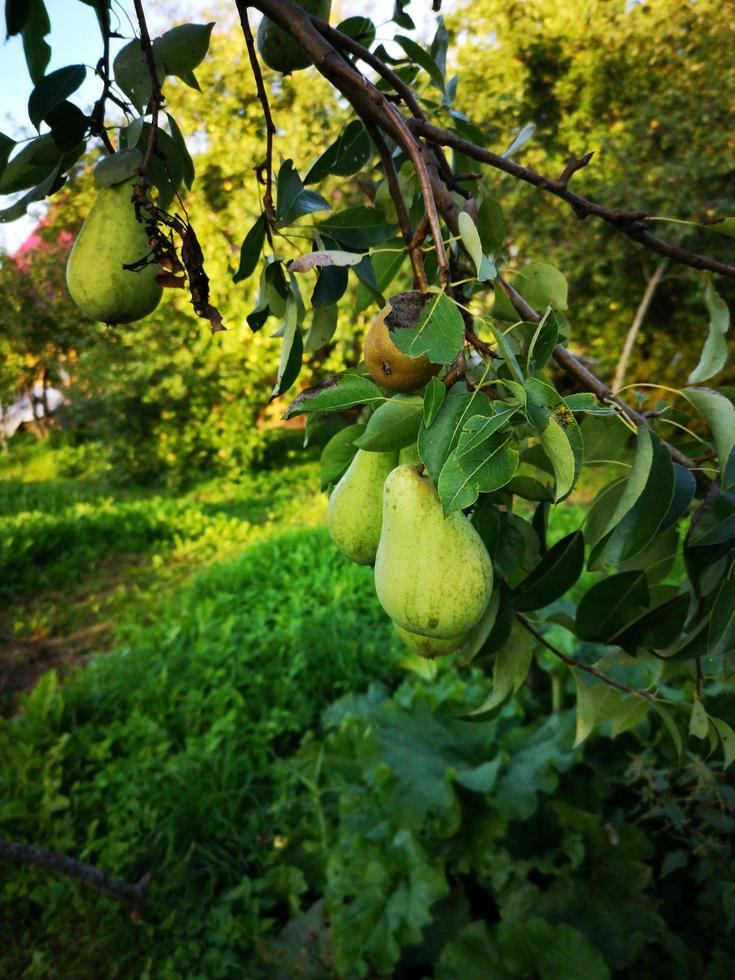 groene peren groeien aan een boom foto