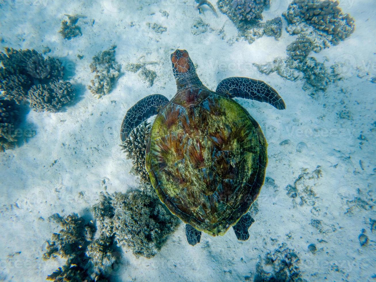 onderwaterfoto's van groene zeeschildpadden foto