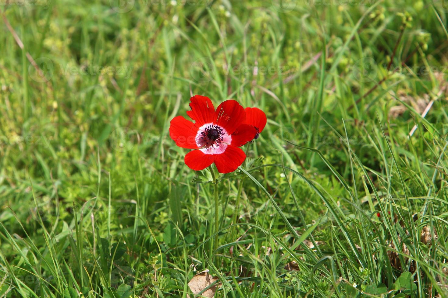 rode anemonen in het stadspark foto