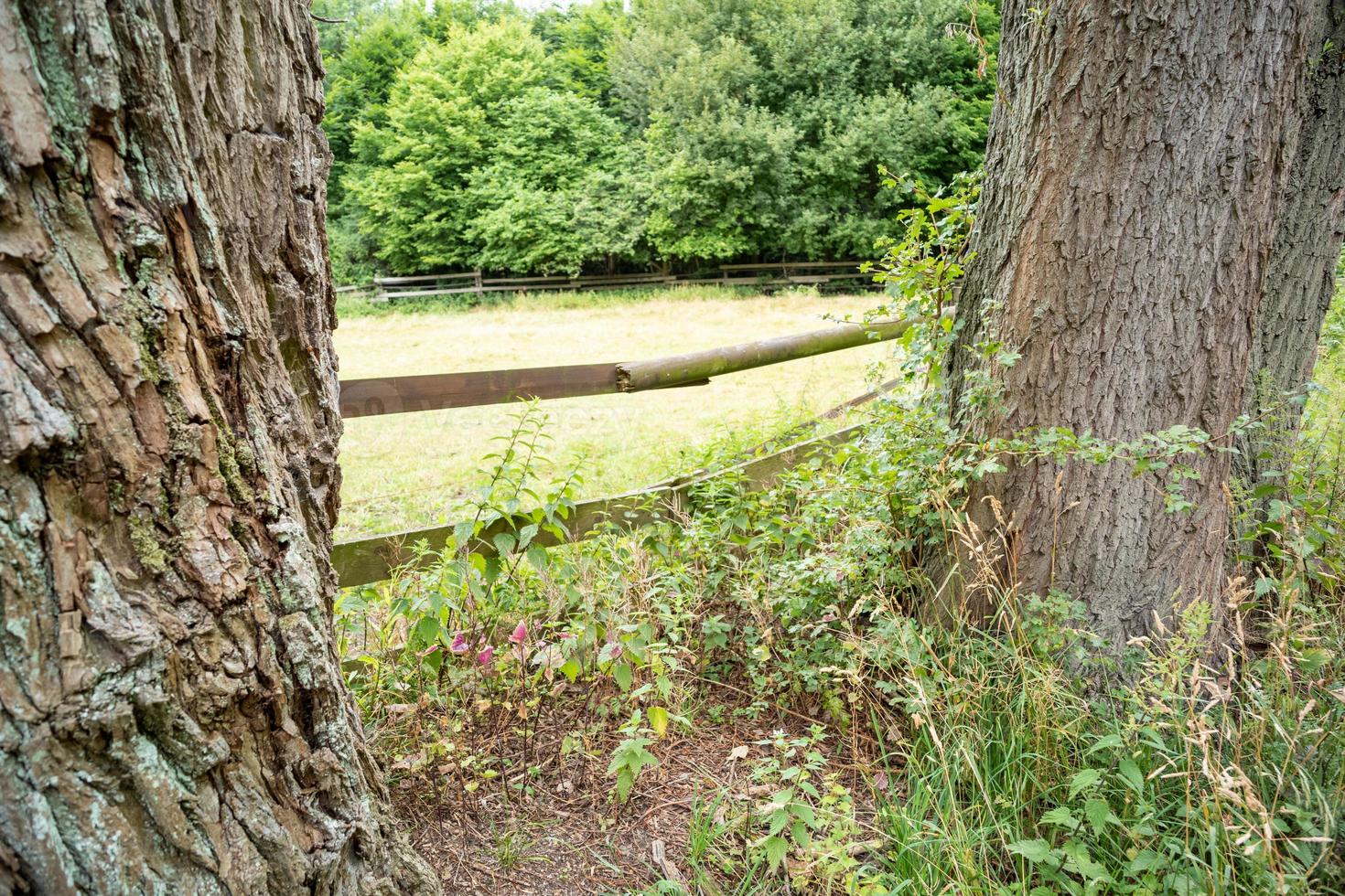 boom in het bos met omheining foto