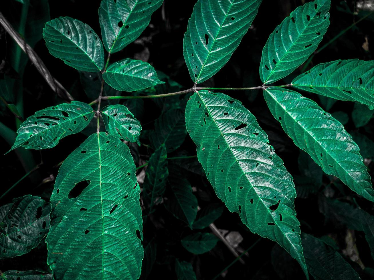 groene bladeren humeurig lichtgroen behang achtergrond foto