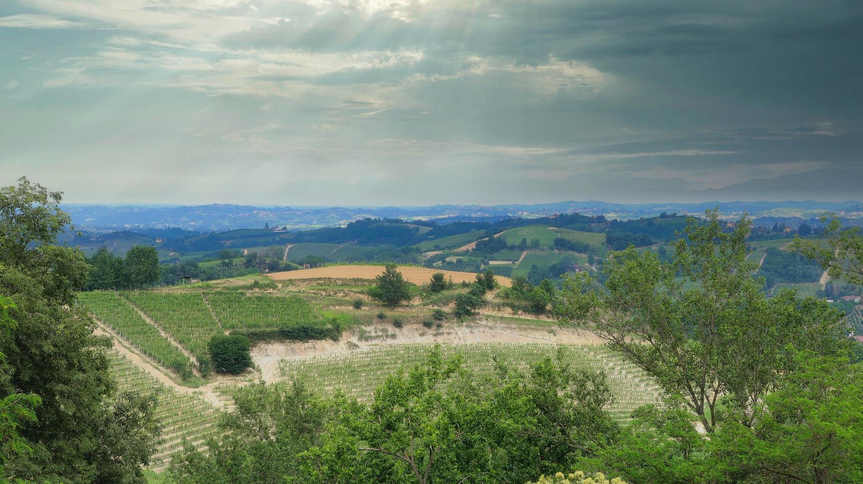 landschappen van wijnstokken en rijen druiven in monta d'alba in de piemontese langhe foto