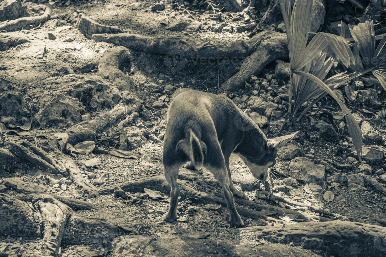 mexicaanse bruine russische toy terriër hond in tulum mexico. foto