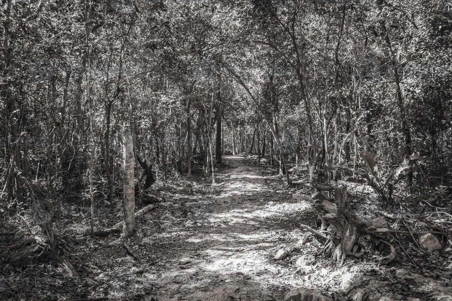 wandelen wandelpad bij grot sinkhole cenote tajma ha mexico. foto