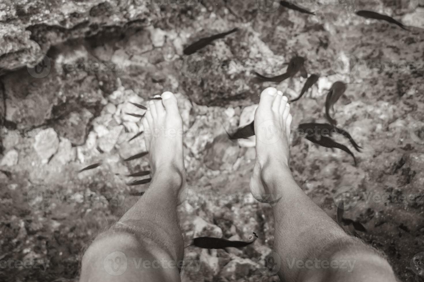 vissen bijten voeten in het water cenote tajma ha mexico. foto