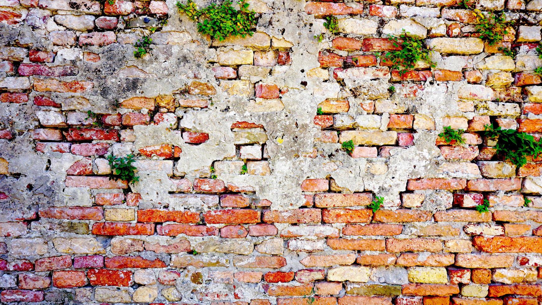 verval bakstenen muur en plant horizontaal in burano foto