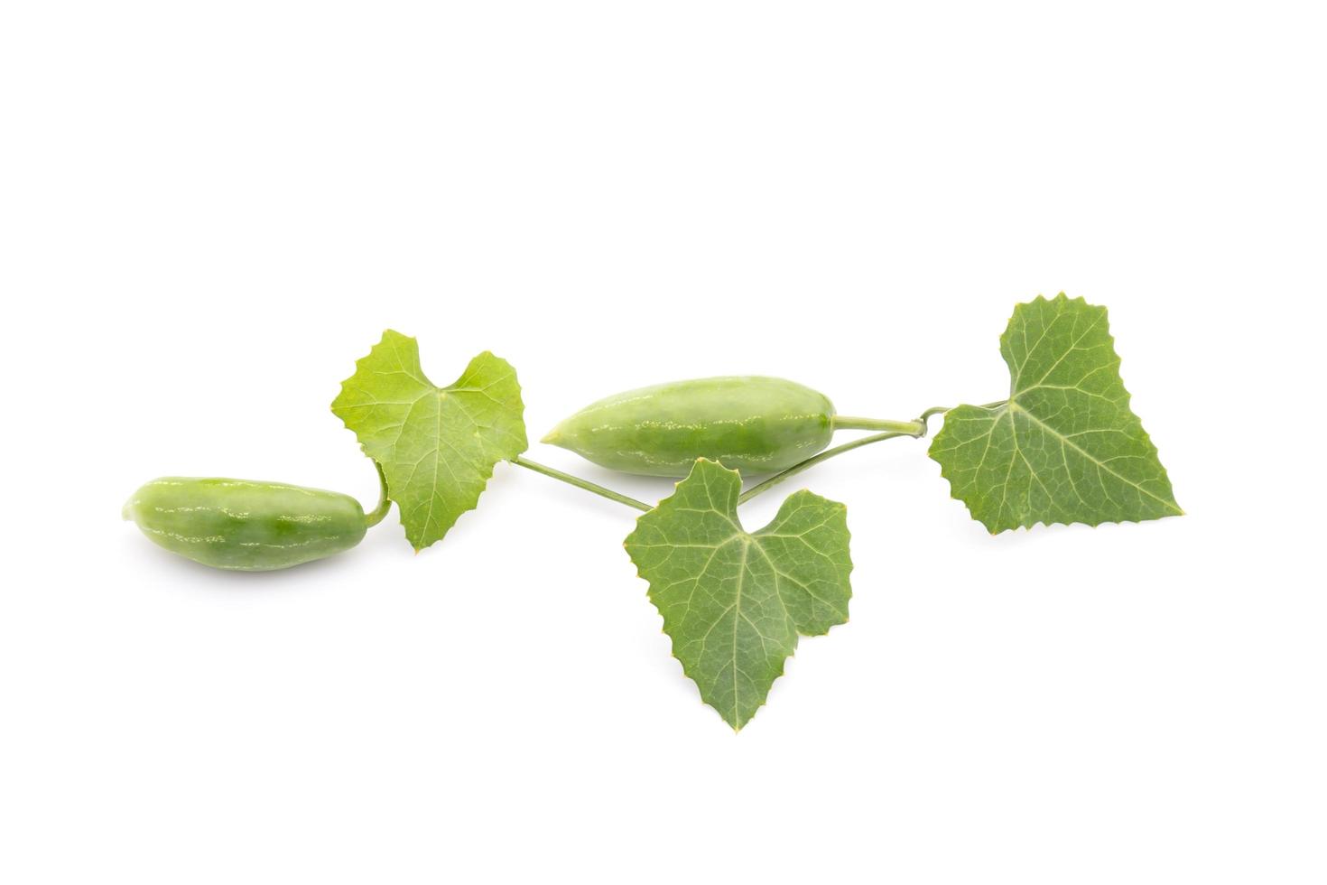 jong groen fruit en blad van klimoppompoen dat op wit wordt geïsoleerd foto
