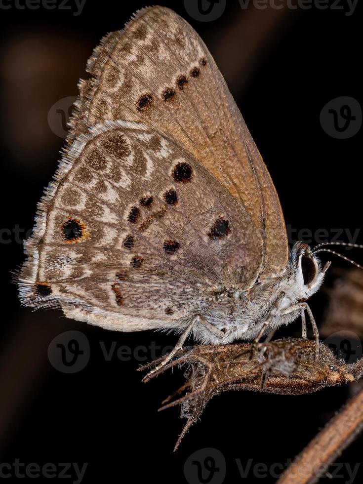 volwassen cramer scrub hairstreak vlinder foto