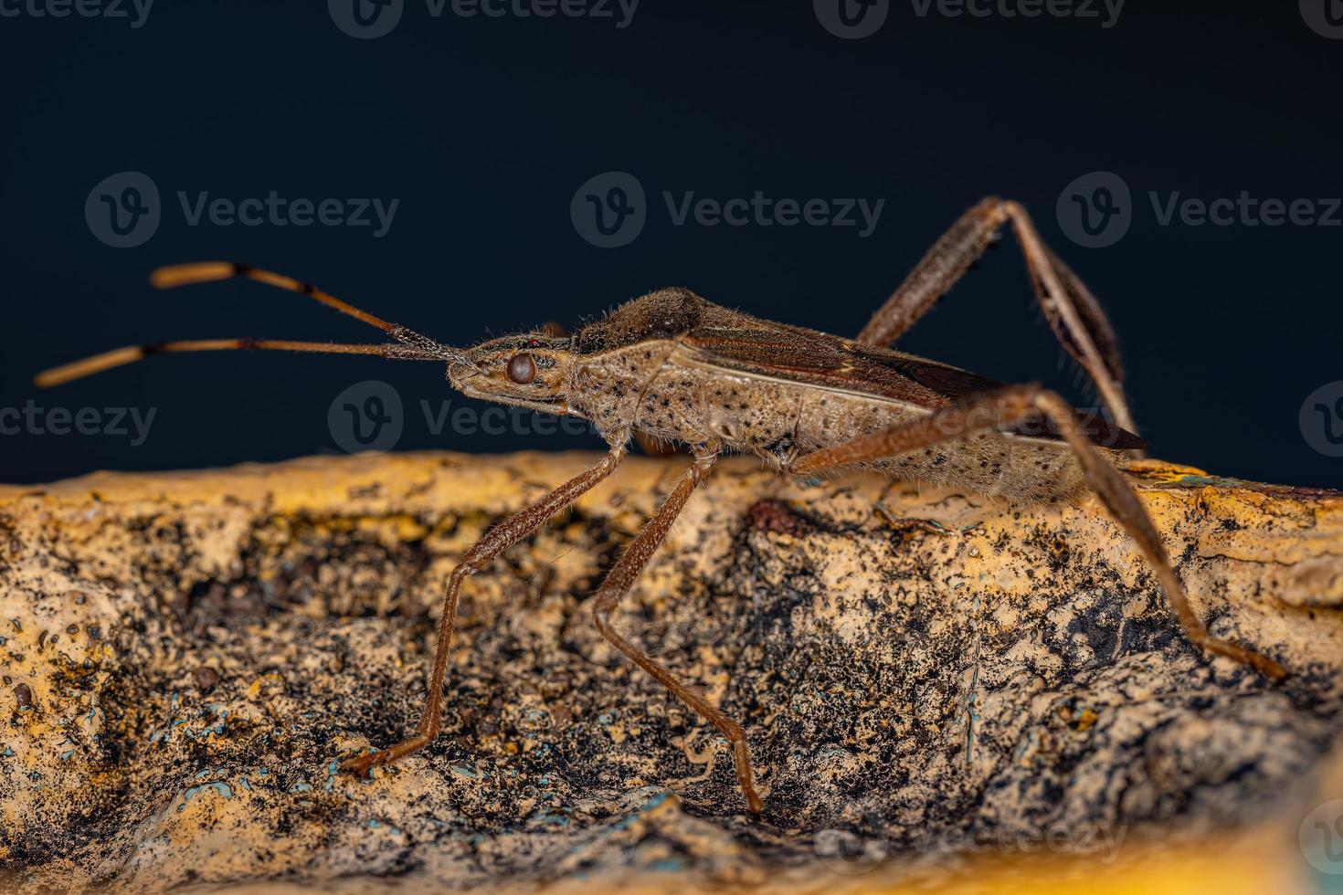 volwassen bladvoetwants foto