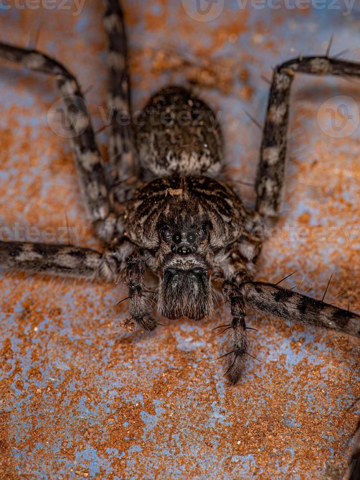 volwassen vrouwelijke trechaleid spin foto