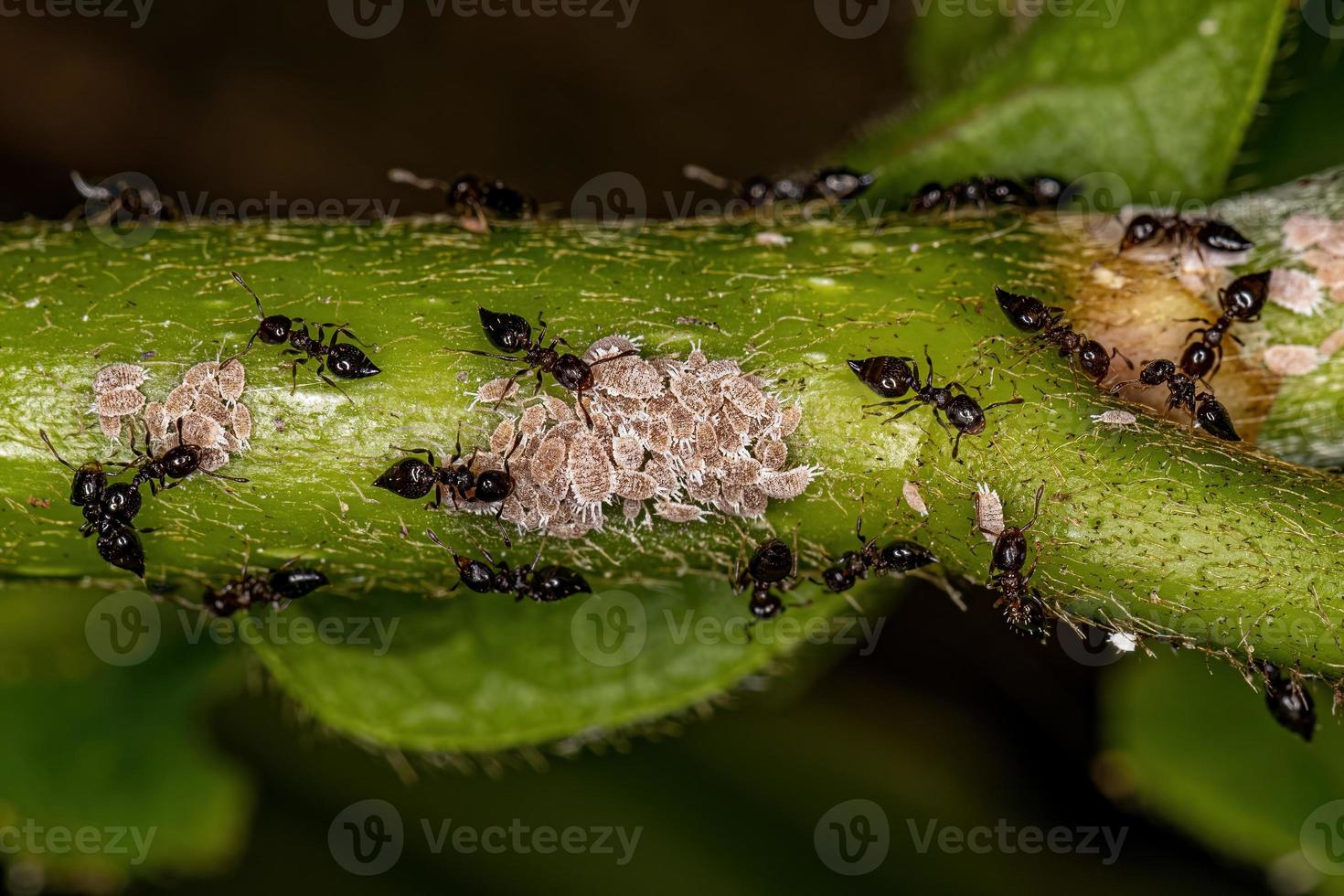 volwassen vrouwelijke gevleugelde cocktailmieren met kleine wolluisinsecten foto