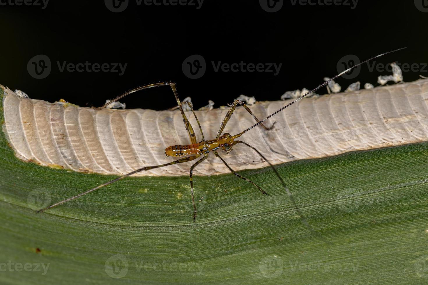 blad katydid nimf en eieren foto