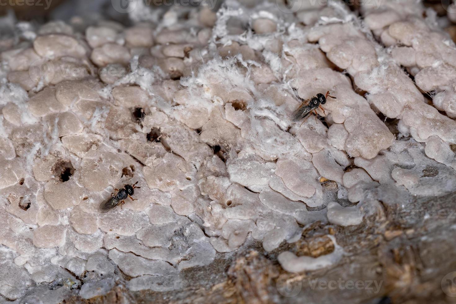 eierzak van een hemipteraan insect geparasiteerd door wespen foto