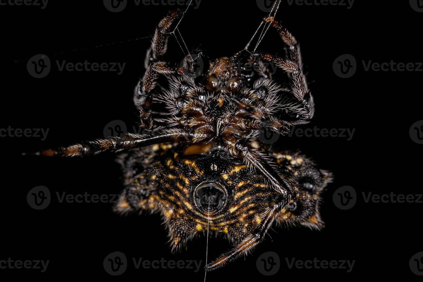 volwassen spinybacked orbweaver foto