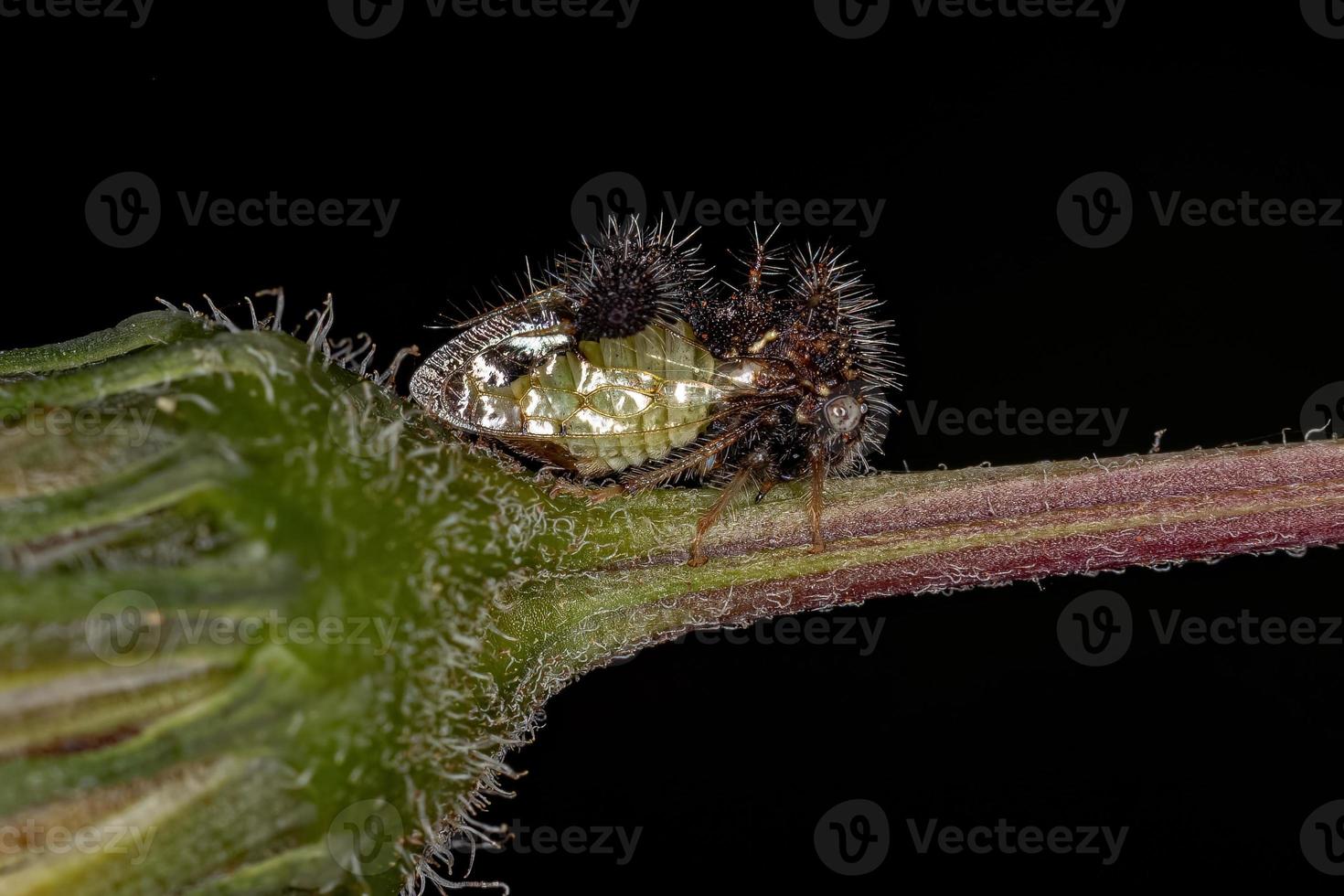 volwassen mier-nabootsende treehopper foto