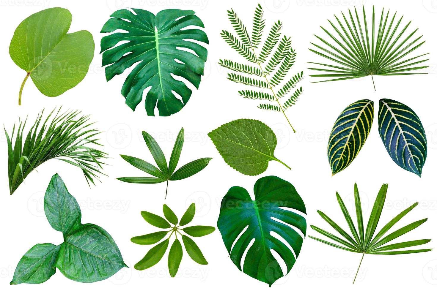 collectie verschillende van groene bladeren patroon voor natuur concept, set van tropisch blad geïsoleerd op een witte achtergrond foto