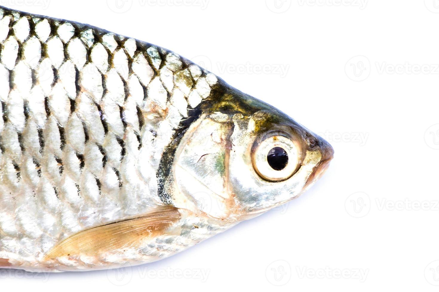 barbodes goninotus of zilver weerhaak vis foto