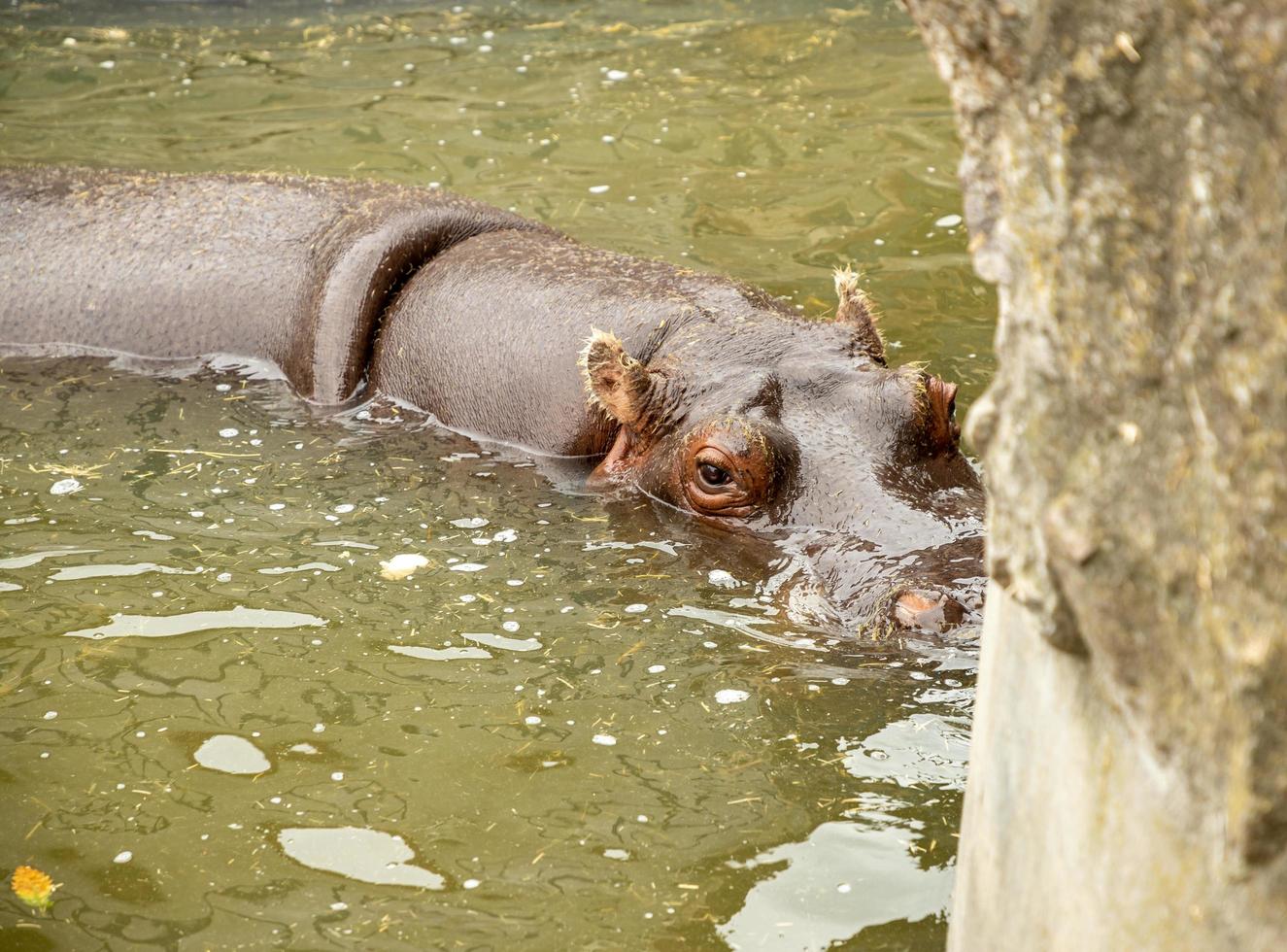 volwassen nijlpaard in zwembad foto