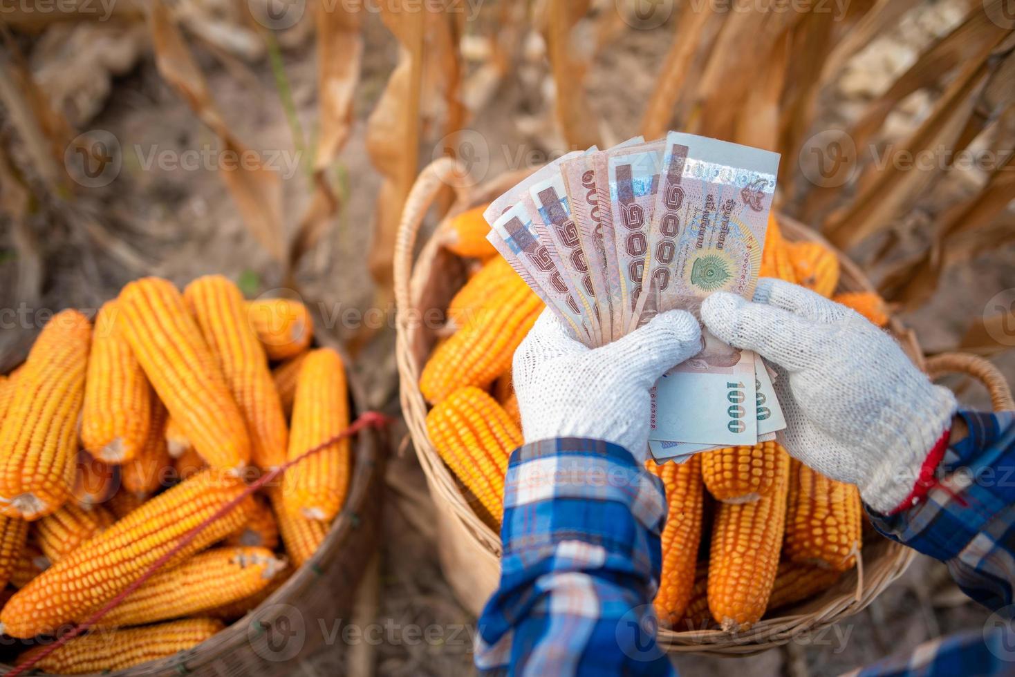 maisboeren houden Thaise bankbiljetten vast ter waarde van 5.000 baht die mensen van de overheid krijgen. foto