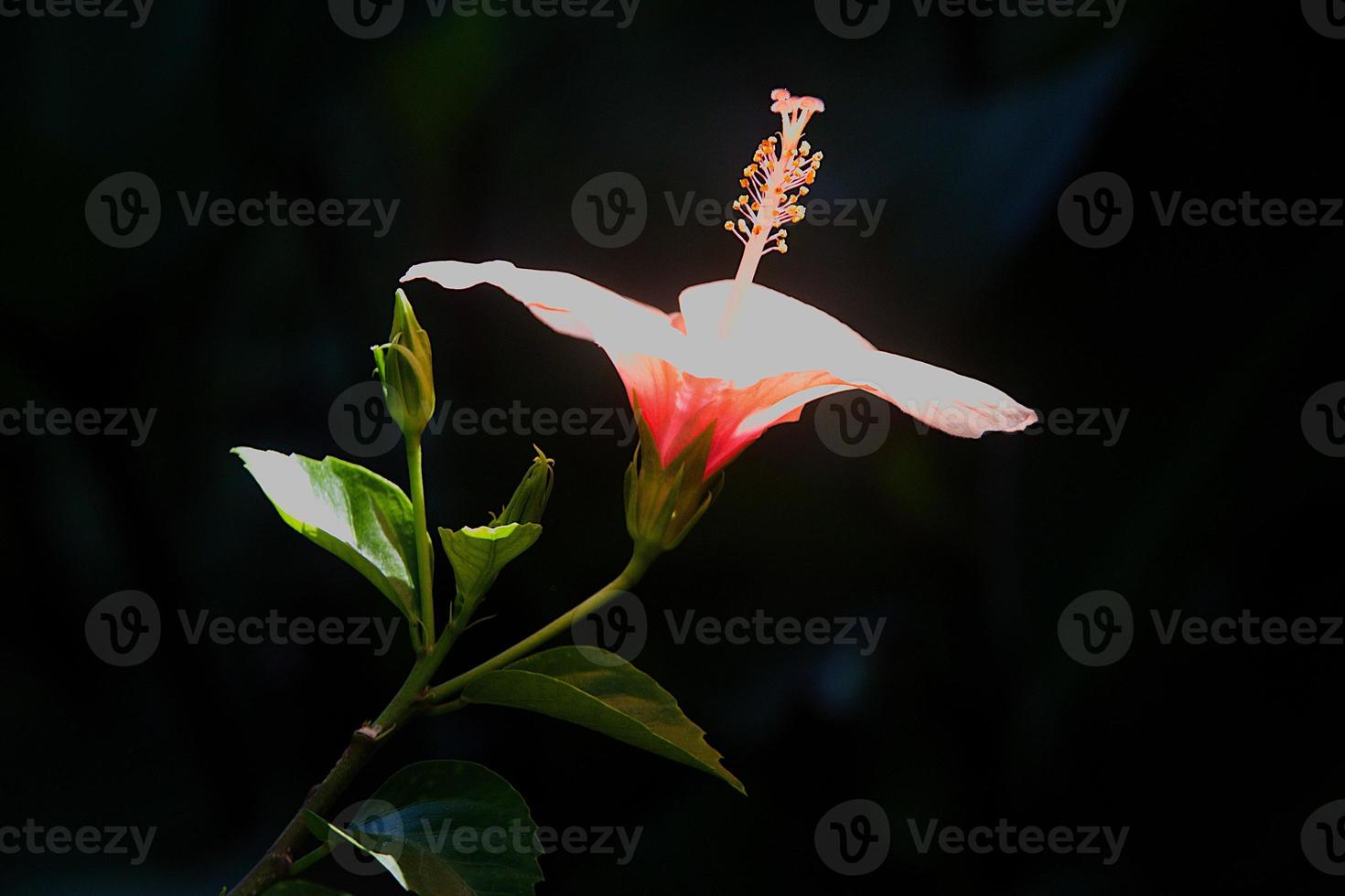 lichtoranje hibiscusbloem en knop foto