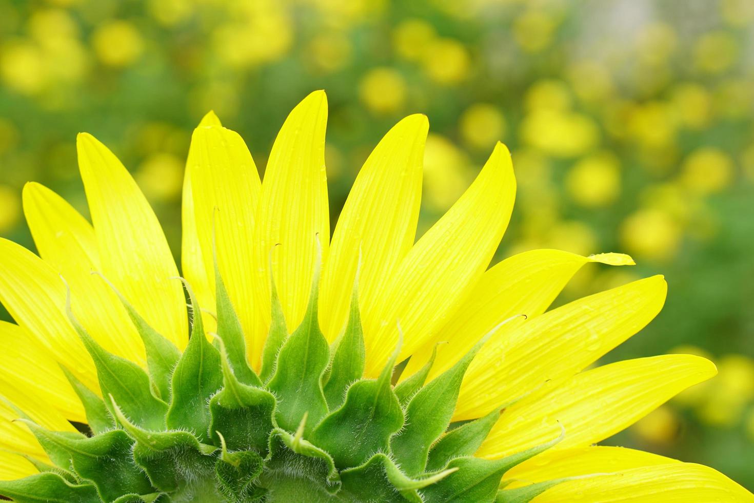 mooie gele zonnebloemen die in de tuin bloeien foto