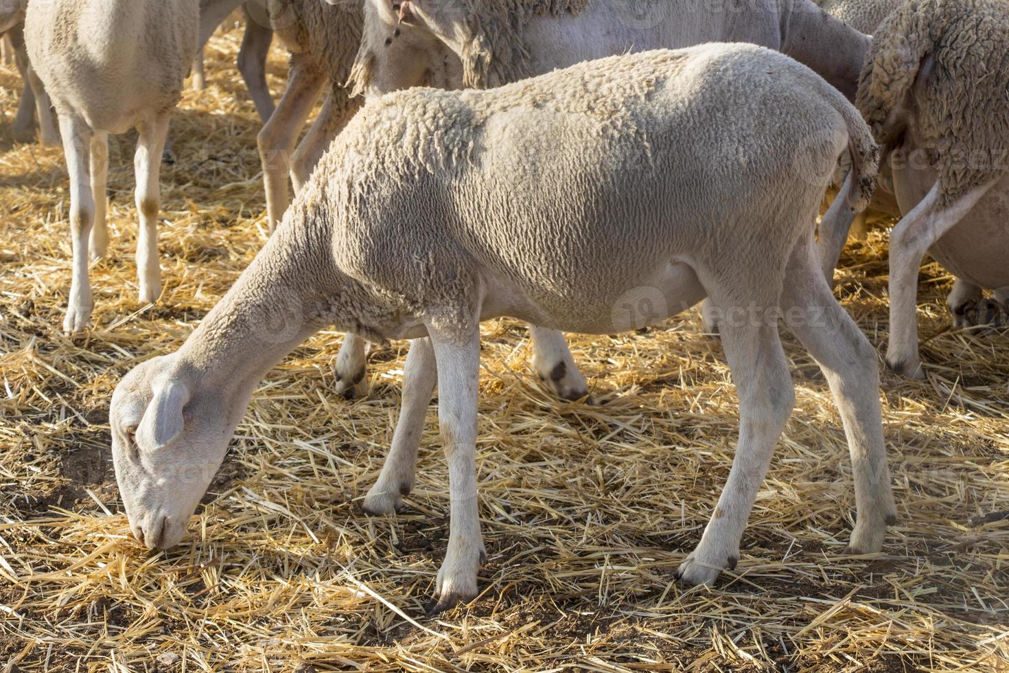 kleine schapen eten, huisdieren, kudde op de boerderij foto