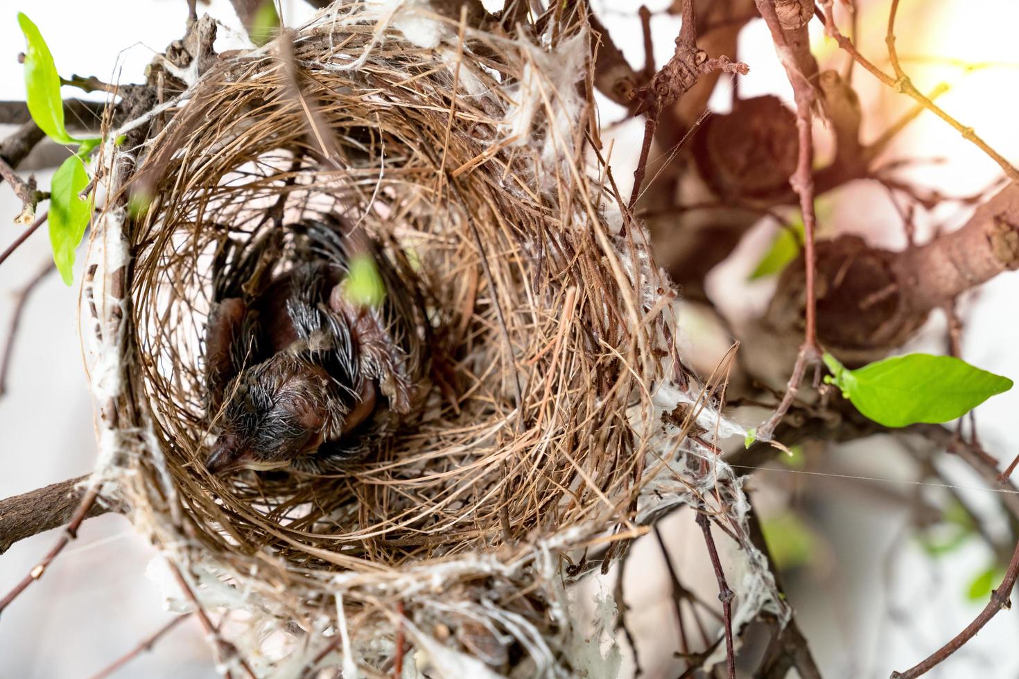 close-up babyvogel in nest op boom, hoogste mening foto