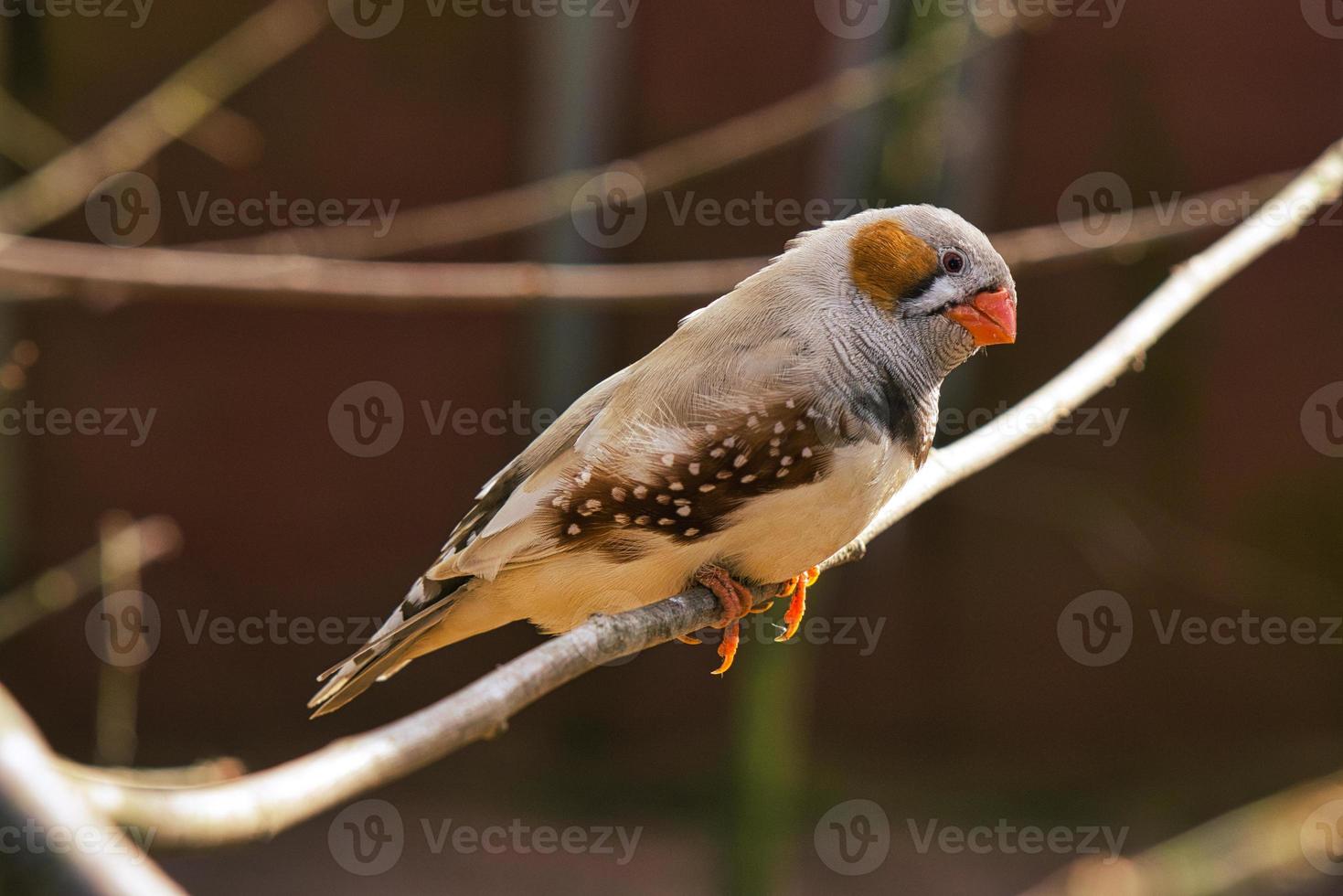 schattige zebravink op een tak. foto