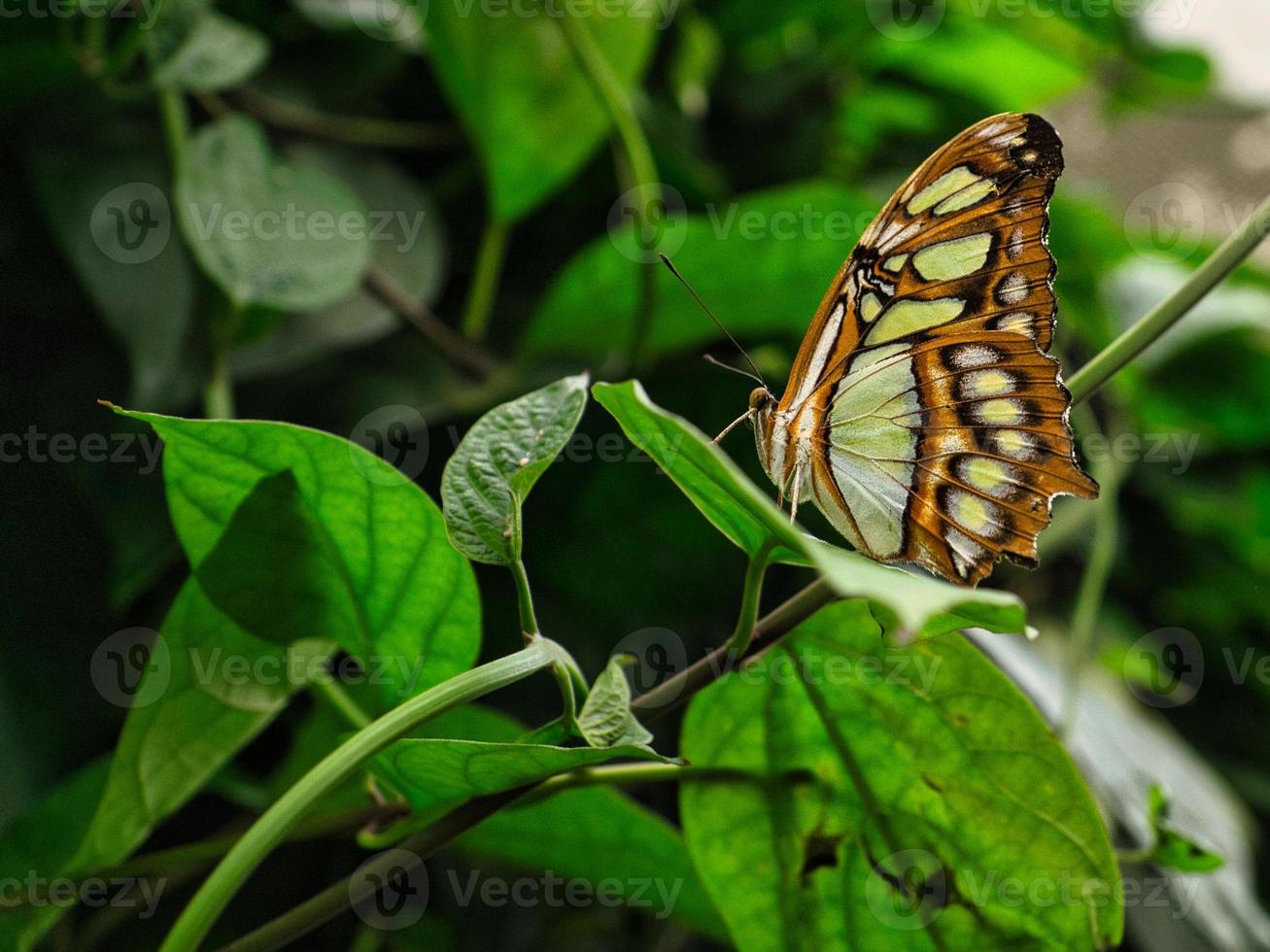 kleurrijke vlinder op een blad, bloem. elegant en delicaat foto